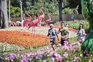 BIB: 
                            <button type="button" onclick="openModal(27794361)" class="btn btn-primary btn-sm float-right btn-popup" data-toggle="modal" data-target=".modal-high-quality">
                        <i class="fas fa-shopping-cart"></i> Add to Cart
                    </button>
                                            <button type="button" onclick="isThisMe(27794361, true)" class="btn btn-success btn-sm float-right btn-popup btn-isme hidden" data-toggle="tooltip" data-placement="bottom" title="นี่คือรูปของคุณใช่ไหม คลิกที่นี่เพื่อเอาเข้าอัลบั้ม">
                        <i class="fas fa-plus"></i> Add to album
                    </button>
                    <button type="button" onclick="isThisMe(27794361, false)" class="btn btn-warning btn-sm float-right btn-popup btn-isnotme hidden">
                        <i class="fas fa-ban"></i> Remove from album
                    </button>